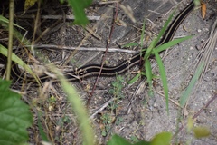Thamnophis sirtalis