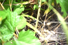 Thamnophis sirtalis
