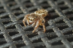 Pelegrina flavipes