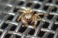 Pelegrina flavipes