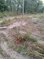 Macrozamia pauli-guilielmi