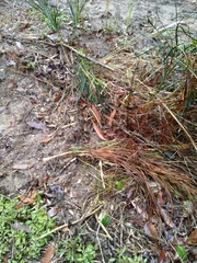 Macrozamia pauli-guilielmi