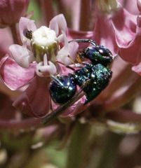 Perilampidae