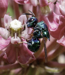 Perilampidae