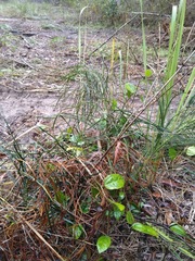 Macrozamia pauli-guilielmi
