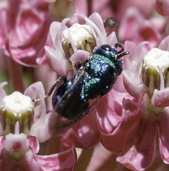 Perilampidae