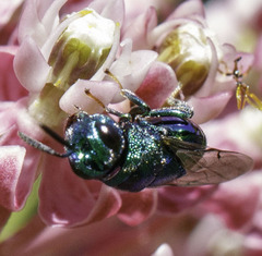 Perilampidae