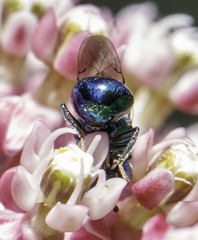 Perilampidae