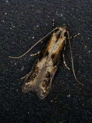 Blastodacna atra