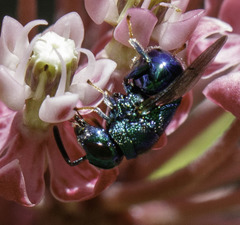 Perilampidae