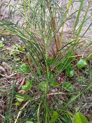 Macrozamia pauli-guilielmi