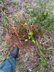 Macrozamia pauli-guilielmi