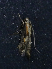 Blastodacna atra