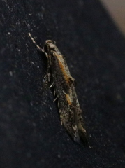 Blastodacna atra