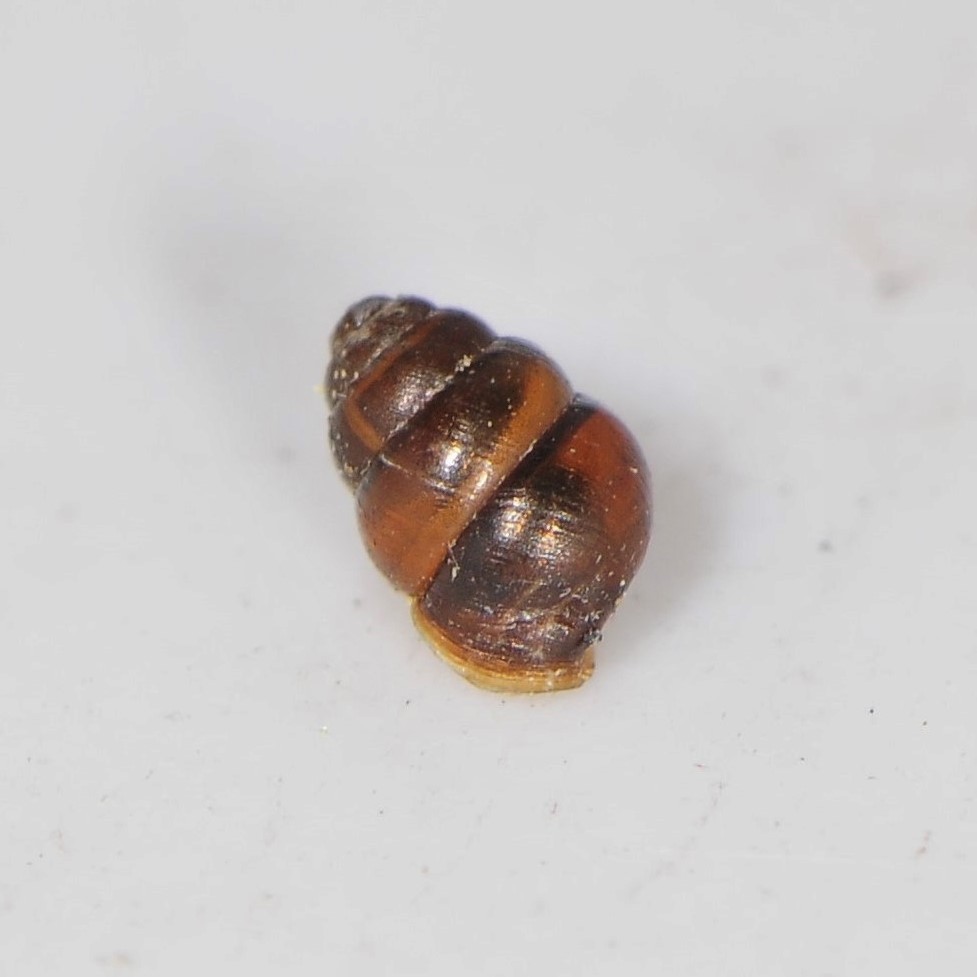 Grassland Whorl Snail