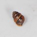 Grassland Whorl Snail - Photo (c) Jason M Crockwell, some rights reserved (CC BY-NC-ND), uploaded by Jason M Crockwell