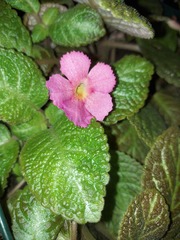 Episcia