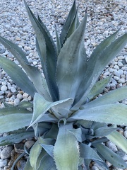 Agave asperrima