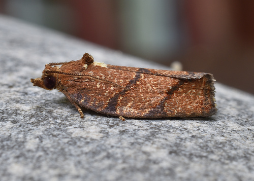 Hickory Leafroller Moth photo 2