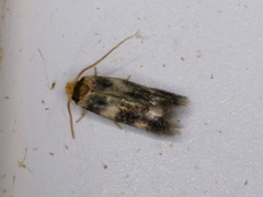 Etainia sericopeza