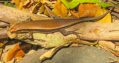 Eutropis madaraszi