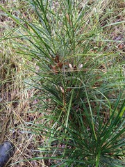 Macrozamia pauli-guilielmi