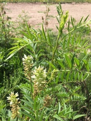 Glycyrrhiza