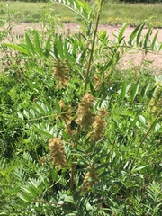Glycyrrhiza