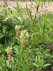 Glycyrrhiza