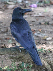 Corvus macrorhynchos culminatus