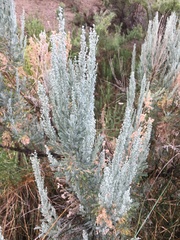 Artemisia cana