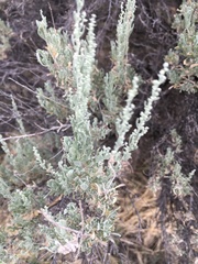 Artemisia cana