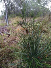 Macrozamia pauli-guilielmi