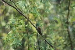 Saucerottia beryllina