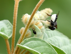 Megachile albitarsis