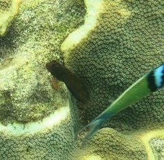 Ophioblennius macclurei