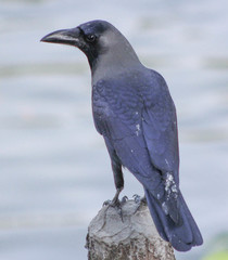 Corvus splendens