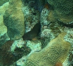 Ophioblennius macclurei