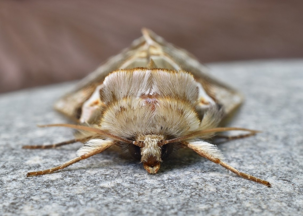 Lettered Habrosyne Moth