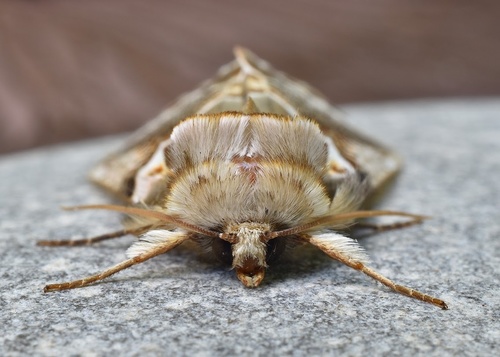 Lettered Habrosyne Moth
