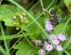 Megachile albitarsis