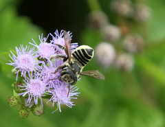 Megachile albitarsis