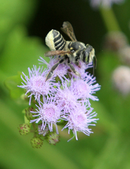 Megachile albitarsis