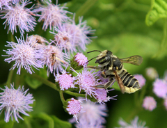 Megachile albitarsis