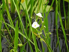 Sagittaria cristata