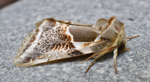 Lettered Habrosyne Moth