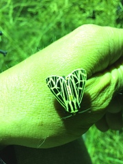 Apantesis parthenice