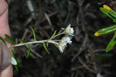 Anaphalioides subrigida
