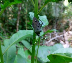 Molchina hopei