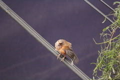 Turdus rufopalliatus